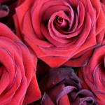 Valentines Day, Atlanta Couponer, Atlanta Blogger